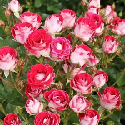 Роза ШОНЕ КОБЛЕНЦЕРИН флорибунда в Гродно