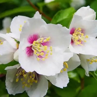 Жасмин БЕЛЬ ЭТУАЛЬ в Гродно