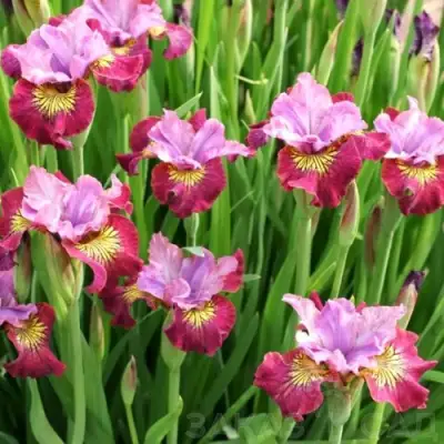 Ирис МИСС ЭППЛ сибирский в Гродно