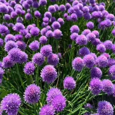 Лук-шнитт в Гродно