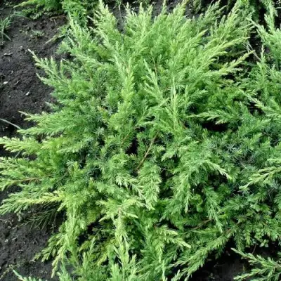 Можжевельник ШЛЯГЕР прибрежный в Гродно