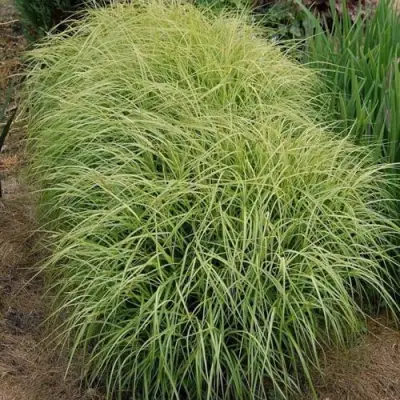 Осока ВАРИЕГАТА пальмолистная в Гродно