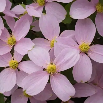 Клематис ГОРНЫЙ в Гродно