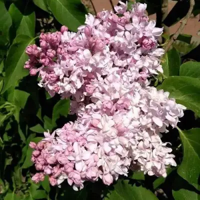 Сирень МИЛОСЕРДИЕ в Гродно