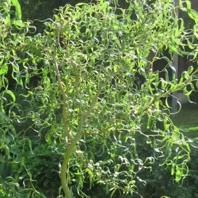 Ива МАТСУДАНА в Гродно