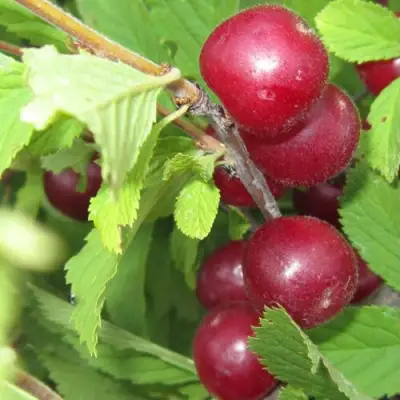 Вишня персиковая АФЛОЦЕРАЗУС в Гродно