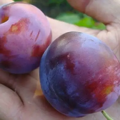 Слива РЕНКЛОД в Гродно