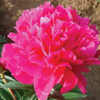 Пион РУБИНОВЫЙ СВЕТ травянистый в Гродно