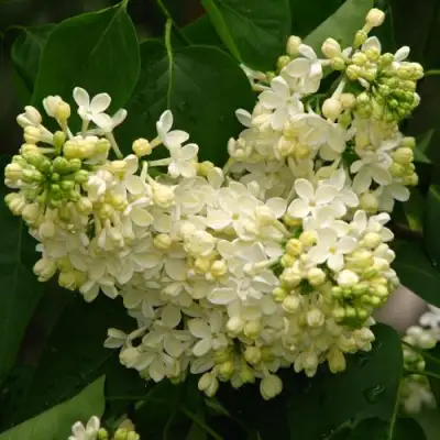 Сирень ПРИМРОУЗ в Гродно