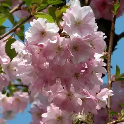 Вишня АККОЛЕЙД цветущая в Гродно