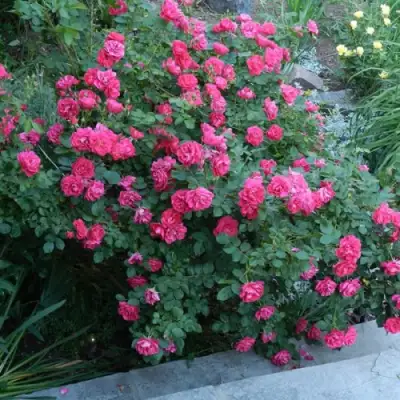 Роза ДЖОРДЖ ВАНКУВЕР флорибунда в Гродно