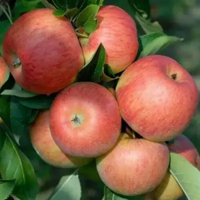 Яблоня ТОПАЗ в Гродно