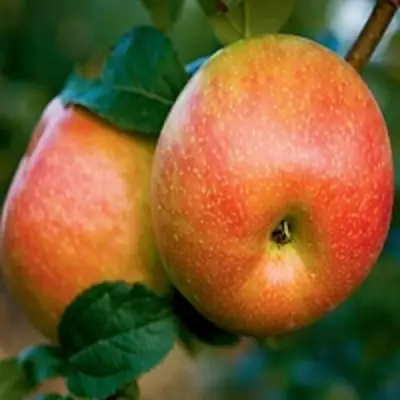 Яблоня ПЕРСИКОВАЯ в Гродно