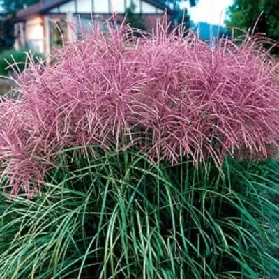 Мискантус МАЛЕПАРТУС китайский  в Гродно