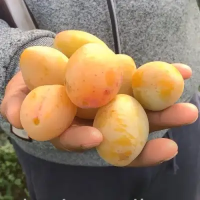 Слива ЯХОНТОВАЯ в Гродно