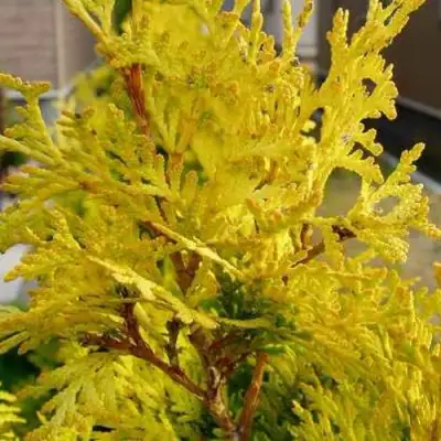 Туя ЕВРОПА ГОЛД западная в Гродно