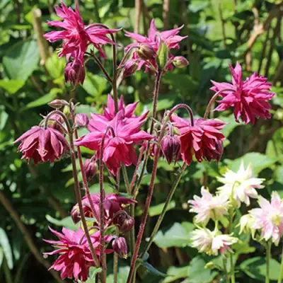 Аквилегия БАРЛОУ БОРДО обыкновенная в Гродно