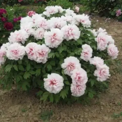 Пион ПЕРСИК ПОД СНЕГОМ древовидный в Гродно