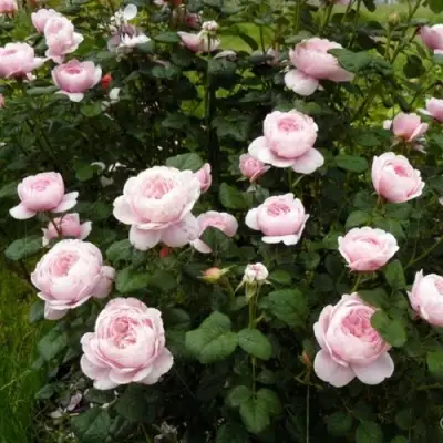 Роза КУИН ОФ СУИДЕН (КОРОЛЕВА ШВЕЦИИ) английская в Гродно