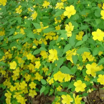 Керрия японская ГОЛДЕН ГИНЕЯ в Гродно