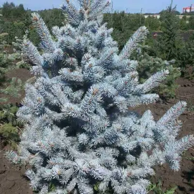 Ель МИСТИ БЛЮ голубая в Гродно