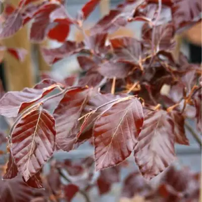 Бук лесной АТРОПУНИЦЕА в Гродно