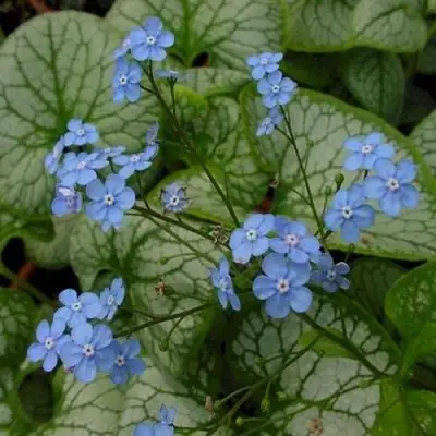 Бруннера ДЖЭК ФРОСТ в Гродно