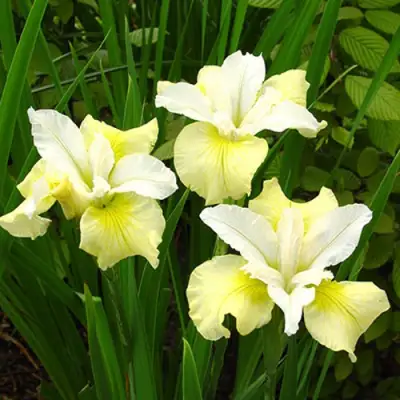 Ирис ЙЕЛЛОУ ТЕЙЛ сибирский в Гродно