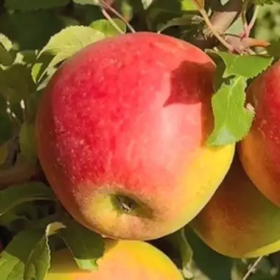 Яблоня САКАВИТА в Гродно