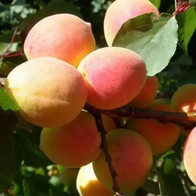 Абрикос СЮРПРИЗ в Гродно