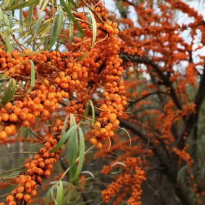 Облепиха СЕРАФИМА в Гродно