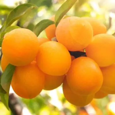 Слива МАРА в Гродно