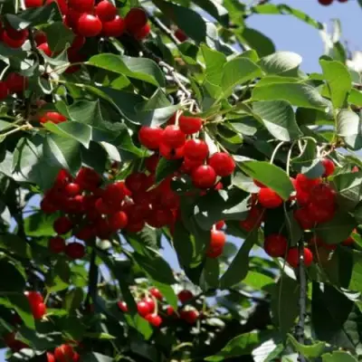 Вишня БРУСНИЦЫНА степная в Гродно