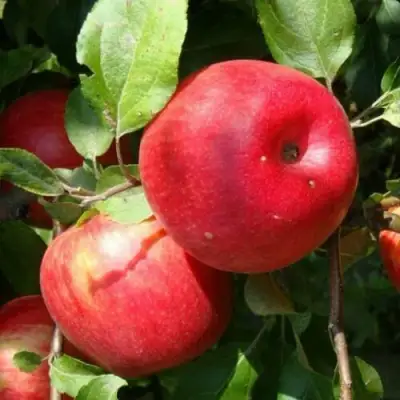 Яблоня ВАЛЕРИЯ в Гродно