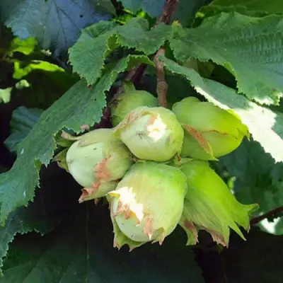 Фундук ТАМБОВСКИЙ РАННИЙ в Гродно