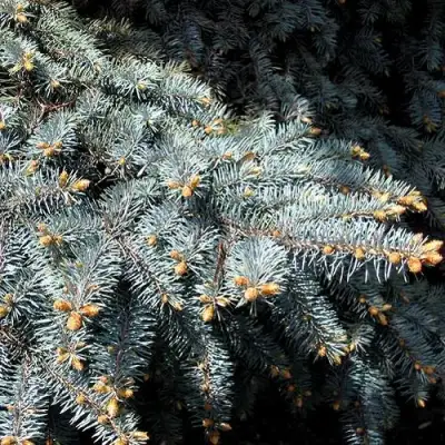 Ель НАНА сизая в Гродно