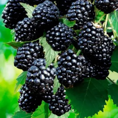 Ежевика ЛОХТЕЙ бесшипная в Гродно