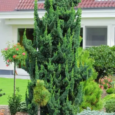 Кипарисовик ВИСЕЛЛИ лавсона в Гродно