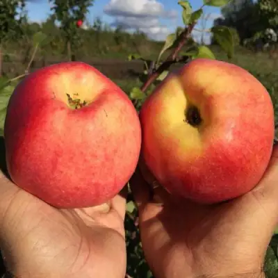 Яблоня КОВРОВОЕ стелющаяся в Гродно