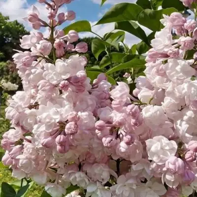 Сирень КРАСАВИЦА МОСКВЫ в Гродно