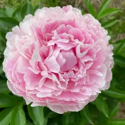 Пион КАТРИН ФОНТЕЙН травянистый в Гродно