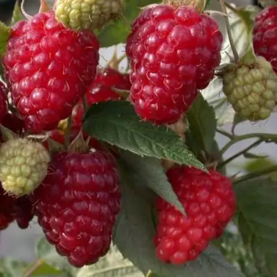 Малина ЭЛЕГАНТНАЯ в Гродно