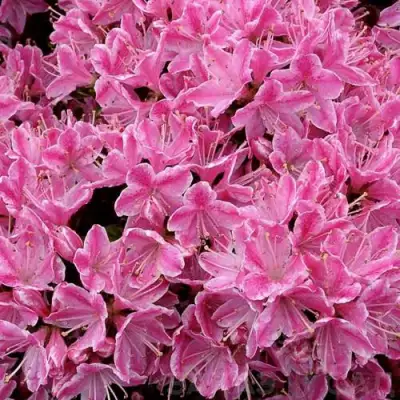 Азалия КЕРМЕСИНА РОУЗ японская в Гродно