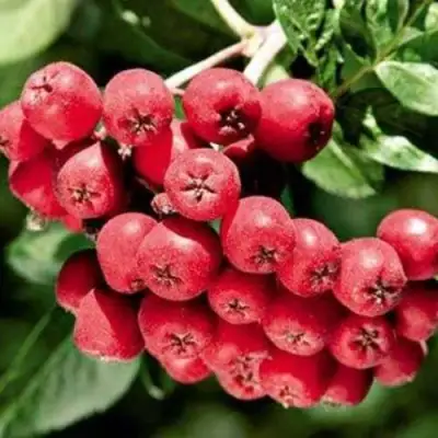 Рябина МОРАВСКАЯ сладкоплодная в Гродно