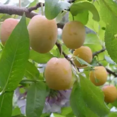 Слива УТРО в Гродно