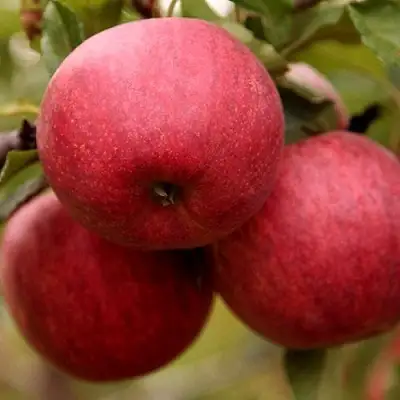 Яблоня ГАЛА ШНИГА в Гродно