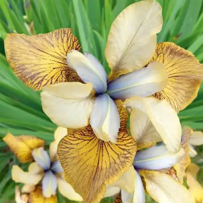 Ирис ФЛАЙИНГ ФИДДЛЗ сибирский в Гродно