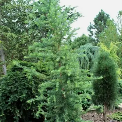 Лиственница КЕМПФЕРА в Гродно