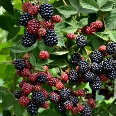 Ежевика РУБЕН ремонтантная  в Гродно