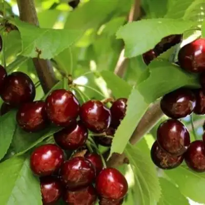 Черешня ИПУТЬ в Гродно